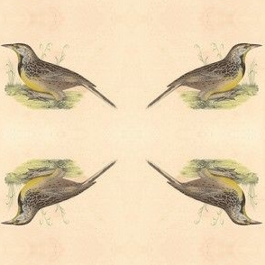 Eastern Meadowlark - Bird / Birds
