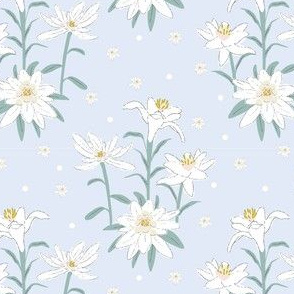 Edelweiss Flower Pattern