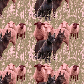 Australian Kelpies and Flock of Sheep