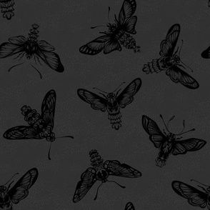 Midnight moths Butterly