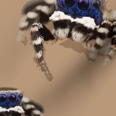 blue masked jumping spider