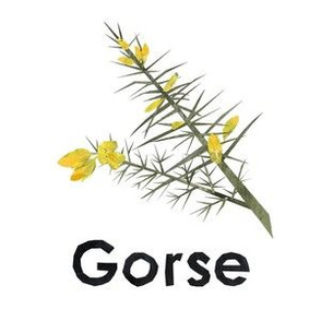 gorse  - 6" Panel