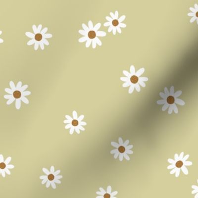 3-11 daisies