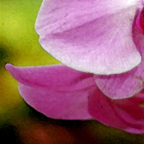 pink orchid 42 x 36