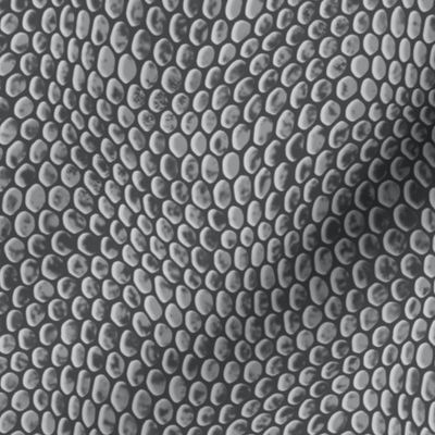 ★ REPTILE SKIN ★ Ultimate Gray - Large Scale / Collection : Snake Scales – Punk Rock Animal Prints 4