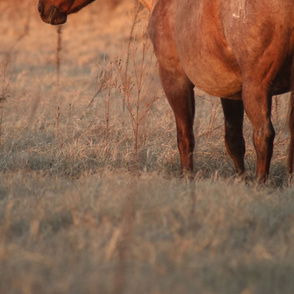 Red Roan Mare