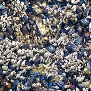 Micro Tide Pool