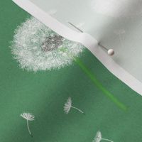 Dandelions, white dandelions, blowball, spring dandelion, white dandelion, fluffy dandelion, Blowball seed, white Blowball, dandelion pattern, dandelion design, dandelion seed, fly dandelion seeds, lucky dandelion, green background