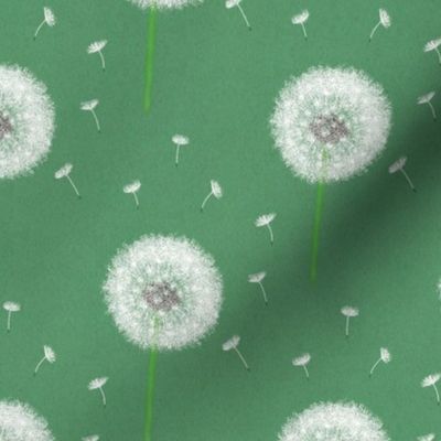 Dandelions, white dandelions, blowball, spring dandelion, white dandelion, fluffy dandelion, Blowball seed, white Blowball, dandelion pattern, dandelion design, dandelion seed, fly dandelion seeds, lucky dandelion, green background