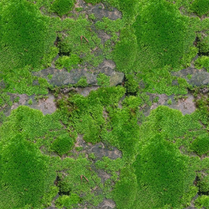 Moss Wall- Texture in Nature- Regular Scale