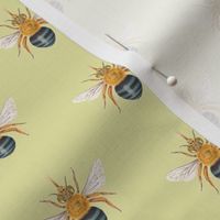 Blue Banded Bee Light Green Background