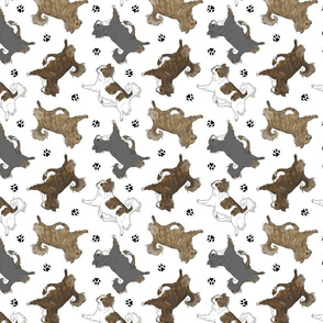 Trotting brindle long coat Chihuahuas and paw prints - white