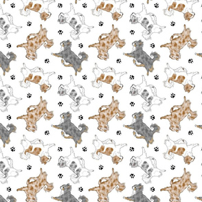 Trotting merle long coat Chihuahuas and paw prints - white