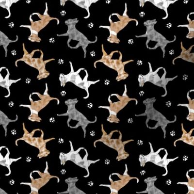Tiny Trotting merle smooth coat Chihuahuas and paw prints - black