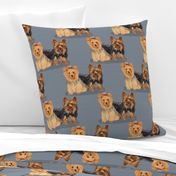 Two Yorkshire Terriers on Blue