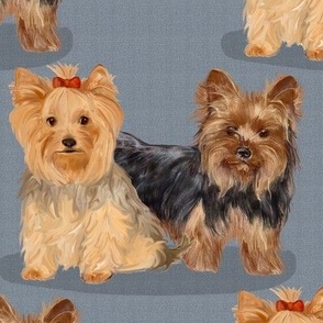 Two Yorkshire Terriers on Blue