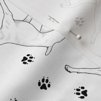 Trotting uncropped White Boxers and paw prints - white