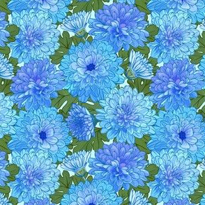 Chrysanthemum - blue