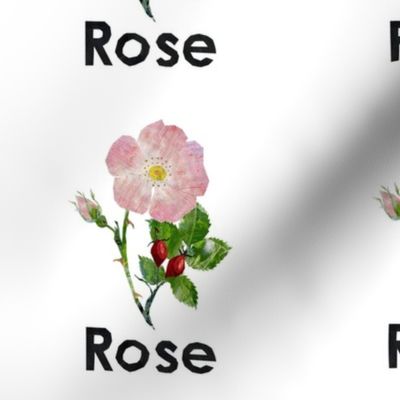 rose   - 6" Panel