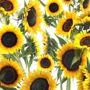 Sunflowers (large scale) 