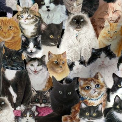 All My kitties-sm scale