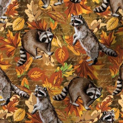 Raccoons