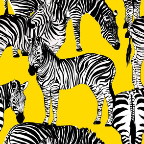 Zebra print,animal print,zebra stripes.Black and white 