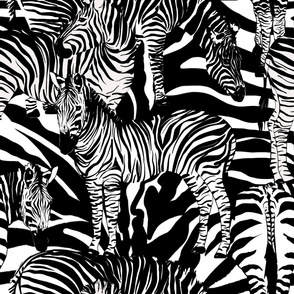 Zebra print,animal print pattern .Black and white.Zebra stripes 