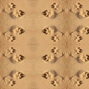 Puppy Pawprints in Wet Sand