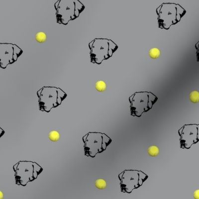 Labrador Retrievers With Tennis Balls Grey Background