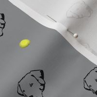Labrador Retrievers With Tennis Balls Grey Background