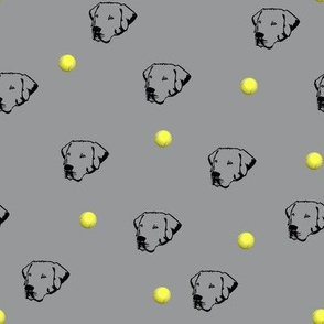 Labrador Retrievers With Tennis Balls Grey Background