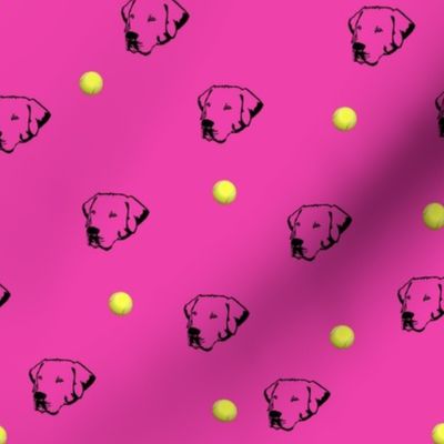 Labrador Retrievers With Tennis Balls Hot Pink Background