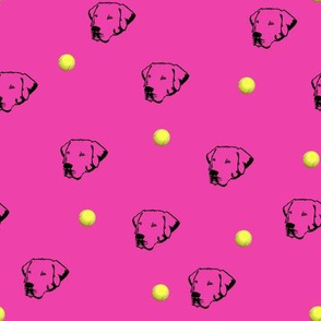 Labrador Retrievers With Tennis Balls Hot Pink Background
