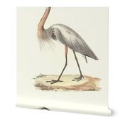 The Great Blue Heron - Vintage Bird / Birds Print