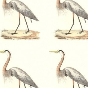 The Great Blue Heron - Vintage Bird / Birds Print