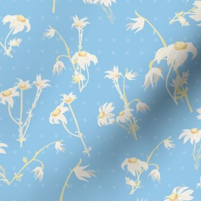 Blue_flannel_flowers