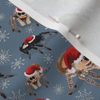 Holiday Jumping Spiders on Ice