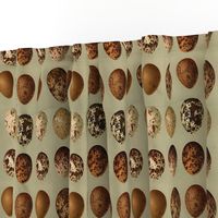 Wild Bird Eggs - Small