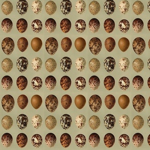 Wild Bird Eggs - Small