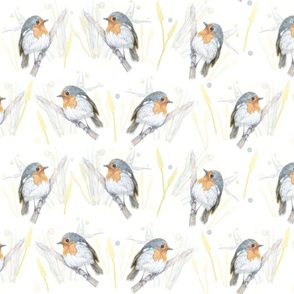 Little Robin Woodland Birds