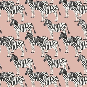 Zebra Sighting