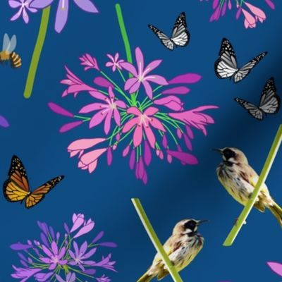 Agapanthus Enchantment (butterflies, birds + bees) - classic blue, medium