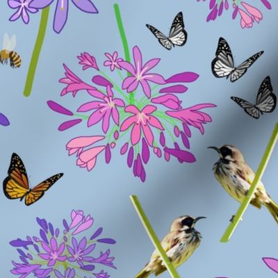 Agapanthus Enchantment (butterflies, birds + bees) - steel blue, medium