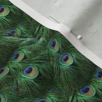 Tale of the Peacock Tail ~ Wee