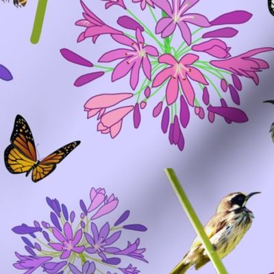 Agapanthus Enchantment (butterflies, birds + bees) - pastel lavender, large