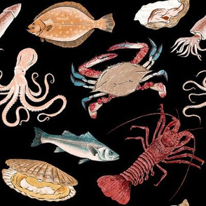 Illustration of a set of sea creatures