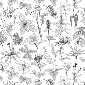 Illustration of wild plants, herbs and flowers, monochrome botanical illustration ink drawn in black line.