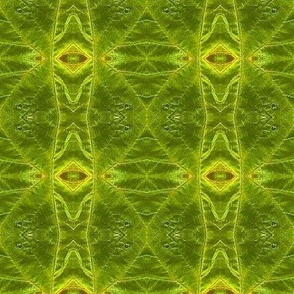 OCD Green Leaf square