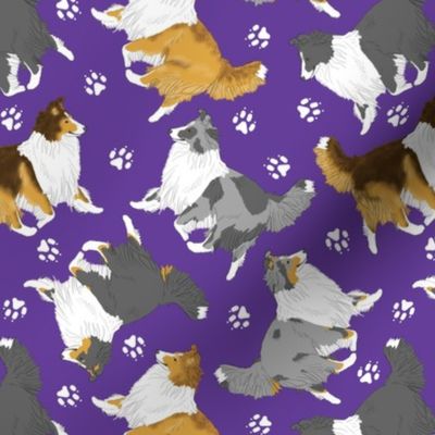 Trotting Shelties and paw prints - purple